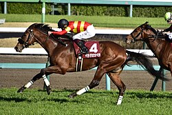 スプリングステークスのサムネイル