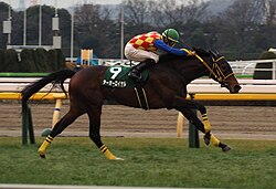 ダイヤモンドステークスのサムネイル