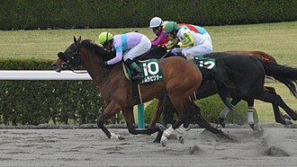 アンタレスステークスのサムネイル