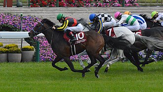 マイラーズカップのサムネイル
