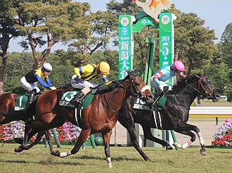 新潟大賞典のサムネイル