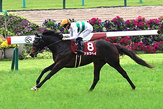 京都新聞杯のサムネイル